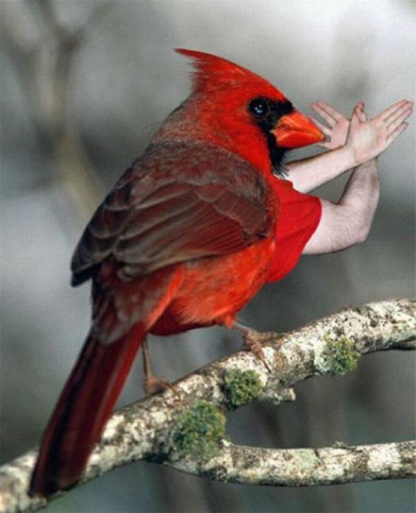 photoshopbirds-0043