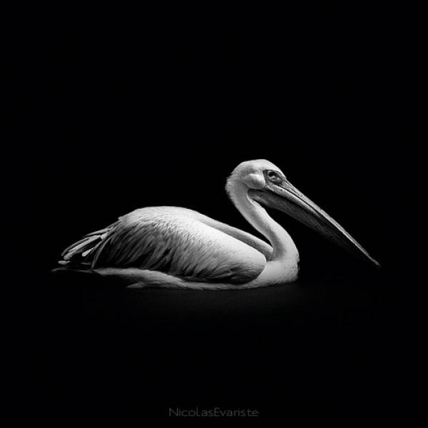 bwzoo-0024
