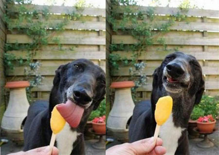 iceddog