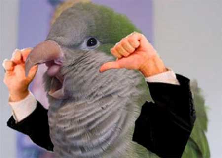 handbird