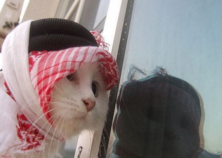 cutecat